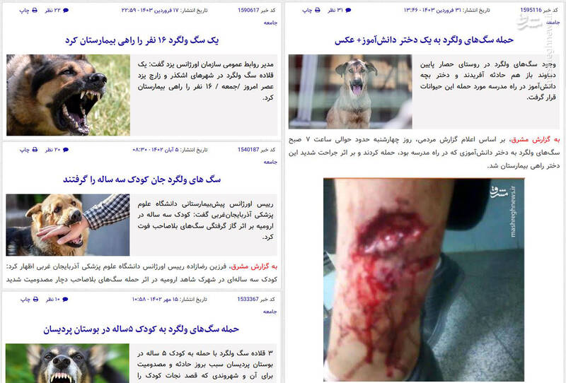 موج واگذاری حیوانات خانگی در شبکههای اجتماعی / پتهای خانگی در فضای مجازی دست به دست میشوند 6