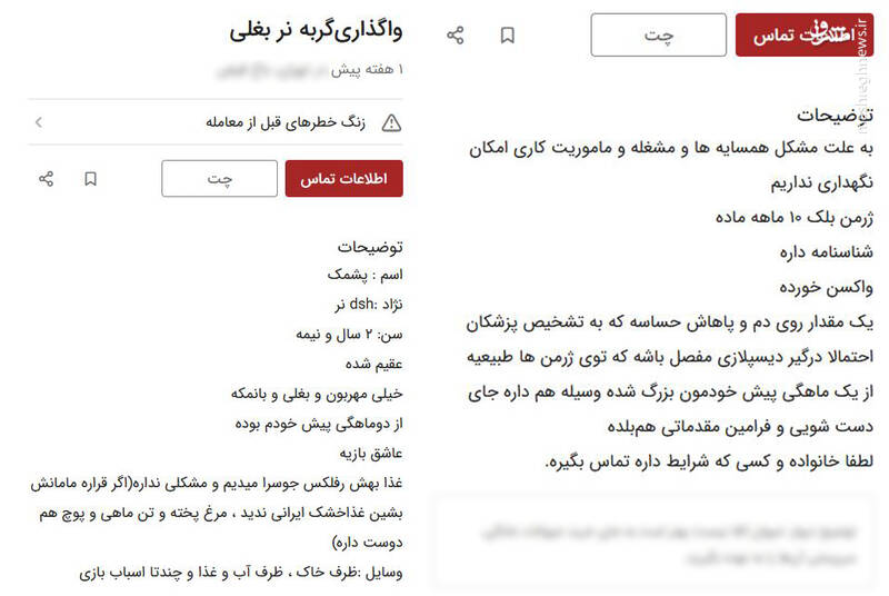 موج واگذاری حیوانات خانگی در شبکههای اجتماعی / پتهای خانگی در فضای مجازی دست به دست میشوند 9