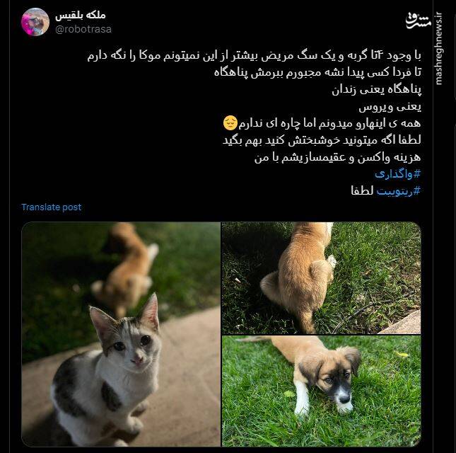 موج واگذاری حیوانات خانگی در شبکههای اجتماعی / پتهای خانگی در فضای مجازی دست به دست میشوند 11