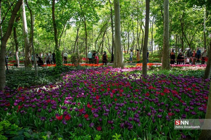 عکس / جشنواره لاله‌های باغ ایرانی 14