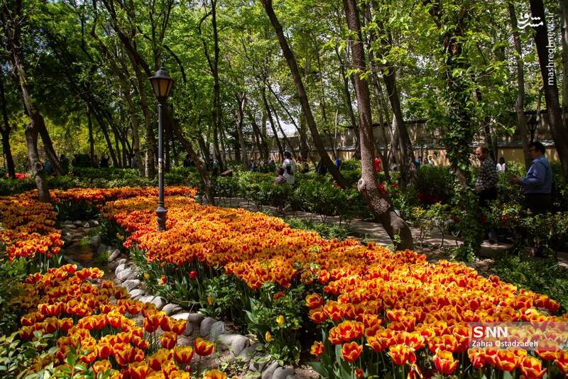 عکس / جشنواره لاله‌های باغ ایرانی 3