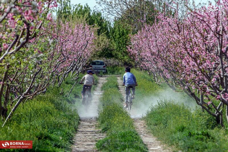 عکس / شکوفه بهاری باغات شهریار 10