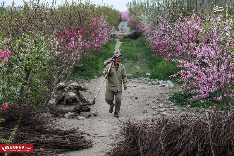 عکس / شکوفه بهاری باغات شهریار 8