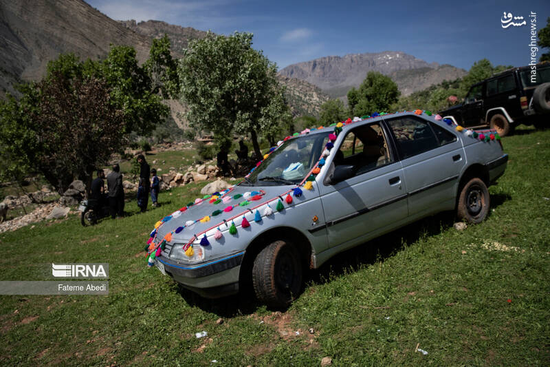 عکس / شیردنگ بافی 21