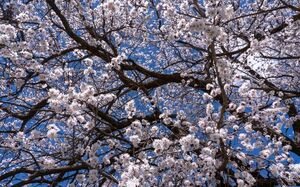 عکس/ شکوفه‌های بهاری در سلسله لرستان