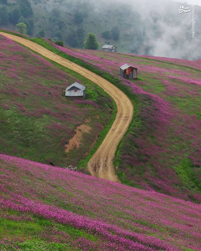 عکسی زیبا از بهار در ارتفاعات تالش