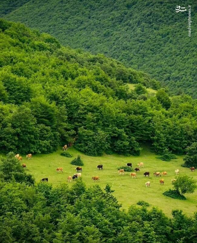 عکس/ طبیعت بی نظیر جنگلهای ارسباران