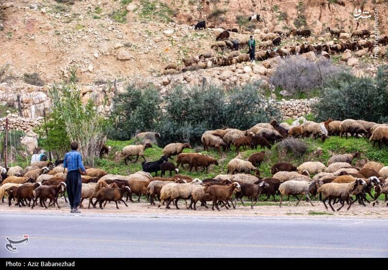 عکس/ کوچ ییلاقی عشایر