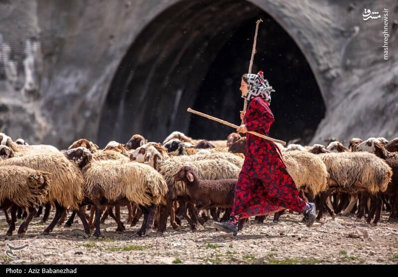 عکس/ کوچ ییلاقی عشایر