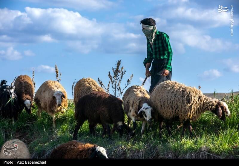 عکس/ کوچ ییلاقی عشایر