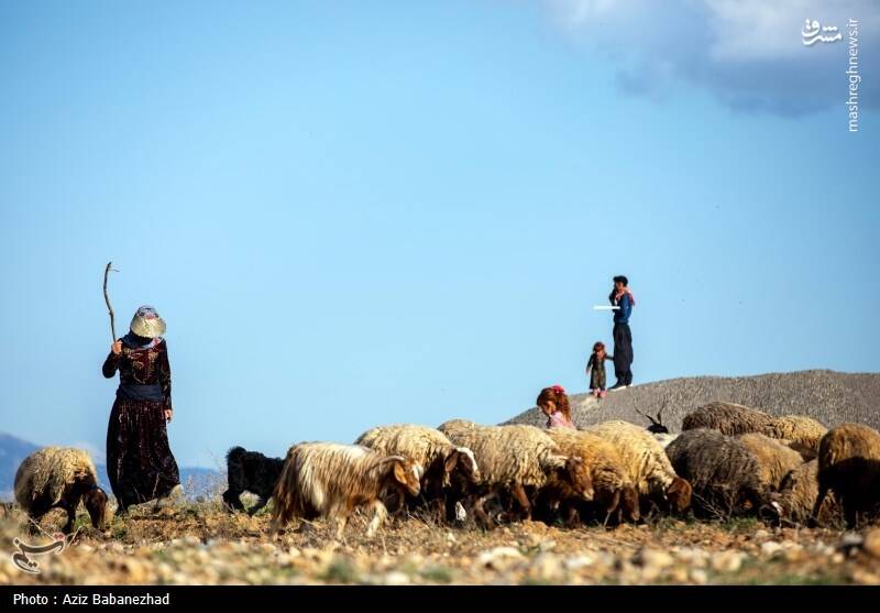 عکس/ کوچ ییلاقی عشایر