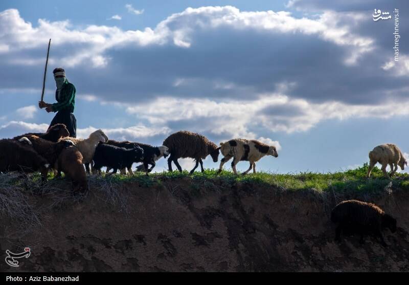 عکس/ کوچ ییلاقی عشایر