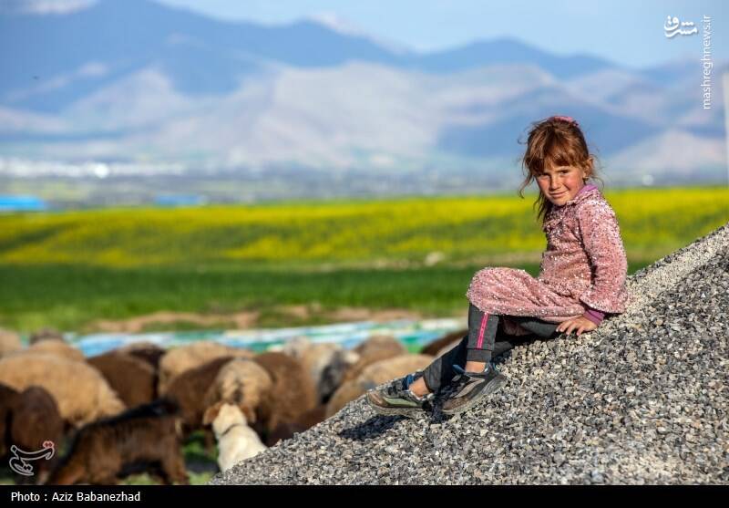 عکس/ کوچ ییلاقی عشایر