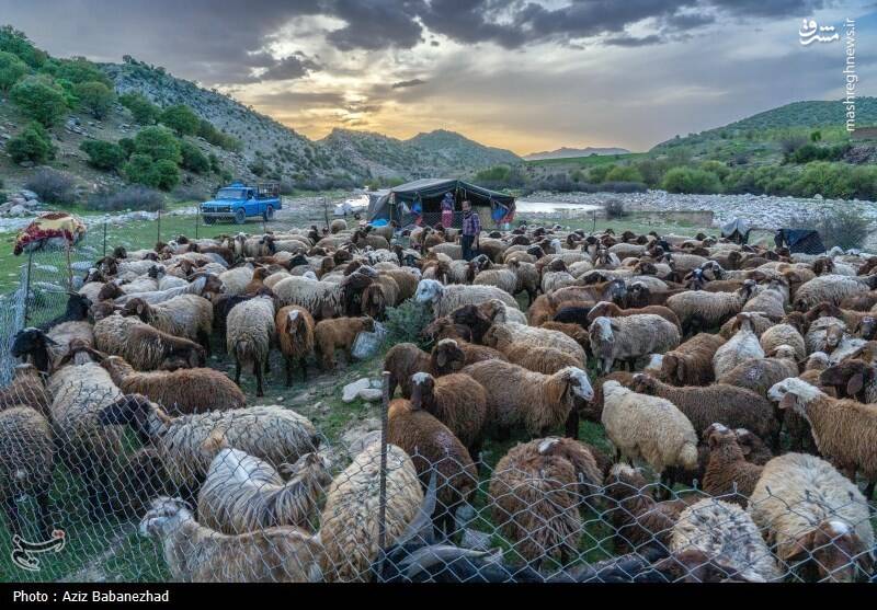 عکس/ کوچ ییلاقی عشایر