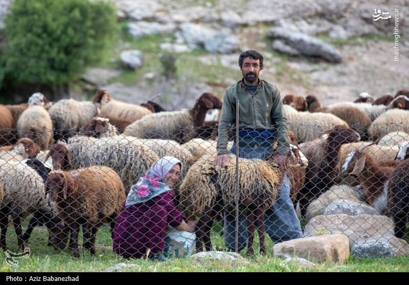 عکس/ کوچ ییلاقی عشایر