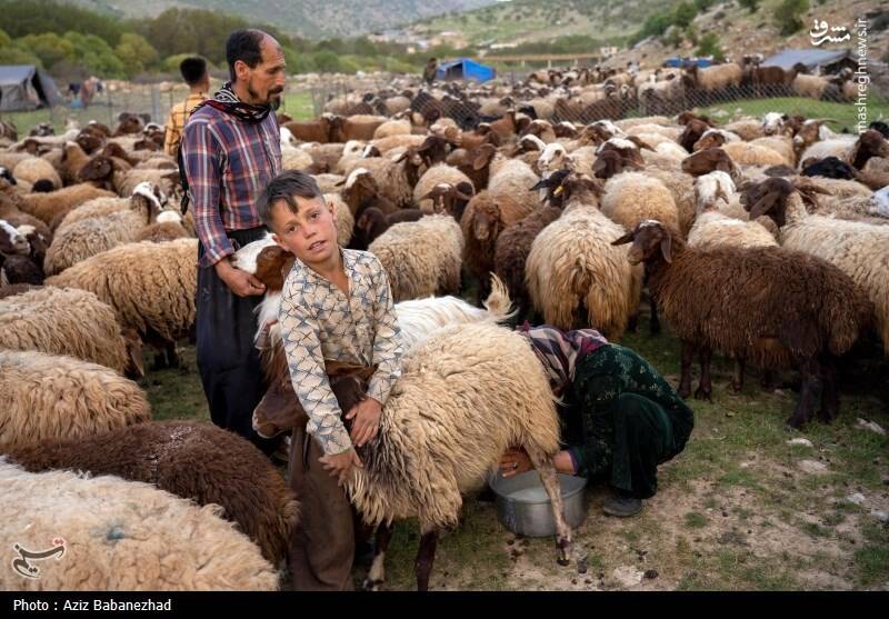 عکس/ کوچ ییلاقی عشایر
