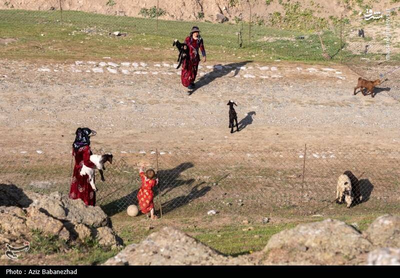 عکس/ کوچ ییلاقی عشایر