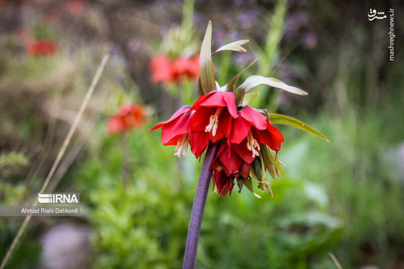 عکس/ طبیعت منطقه یومری