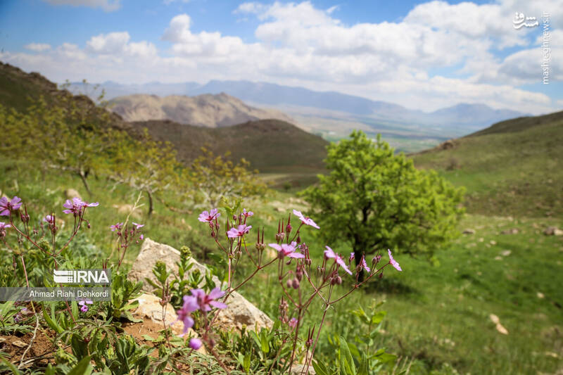 عکس/ طبیعت منطقه یومری