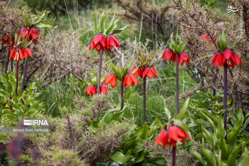 عکس/ طبیعت منطقه یومری
