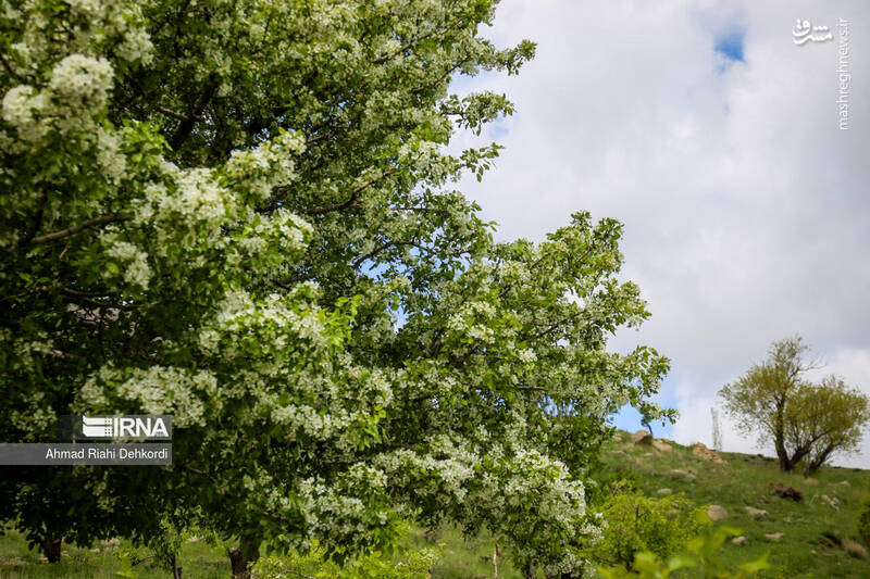 عکس/ طبیعت منطقه یومری