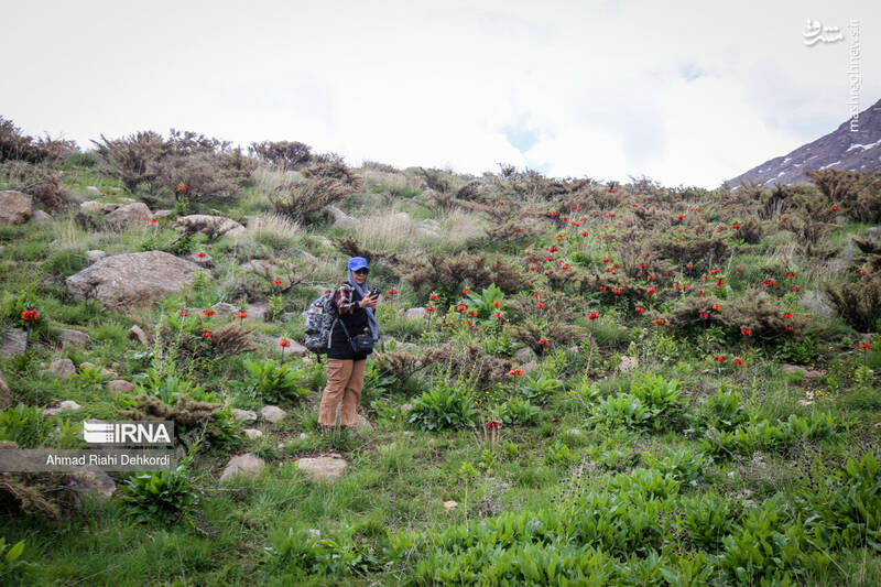 عکس/ طبیعت منطقه یومری