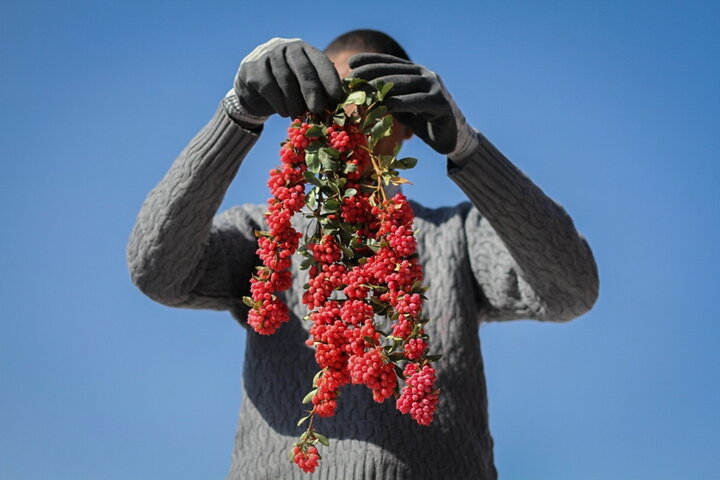 آشتی صنعت خشکبار با فناوری برای سهمخواهی از بازار جهانی