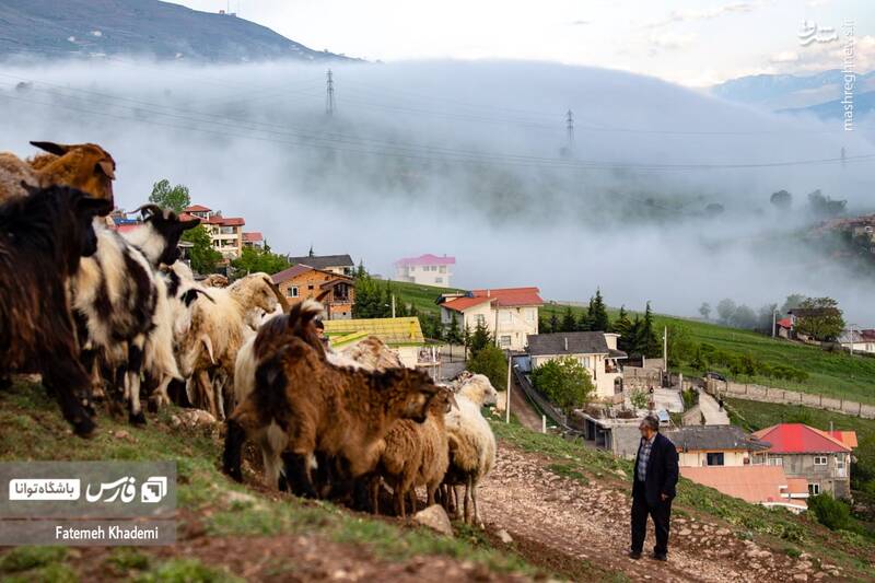 عکس/ طبیعت مه آلود پیمبور