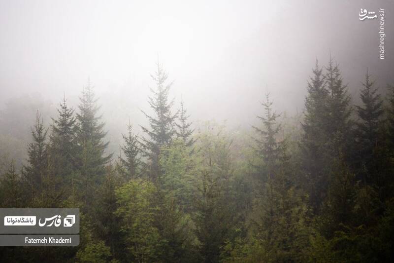 عکس/ طبیعت مه آلود پیمبور