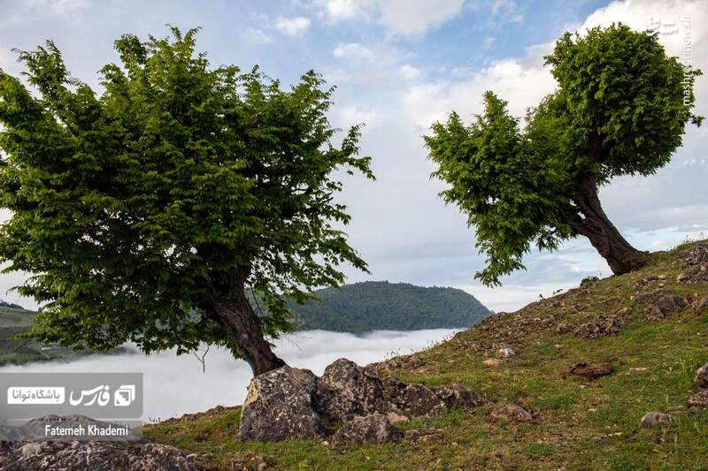 عکس/ طبیعت مه آلود پیمبور