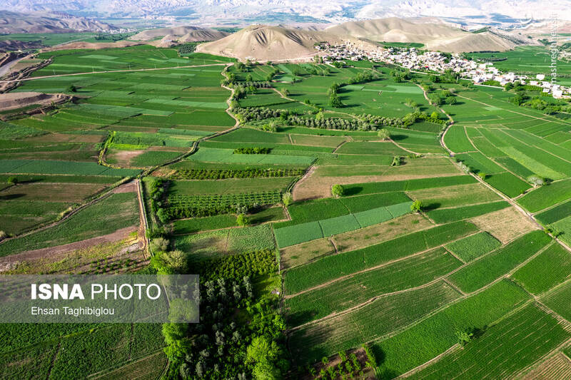 عکس / بهار در طارم 4