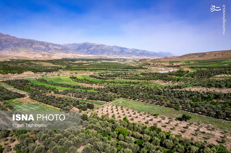 عکس / بهار در طارم 8
