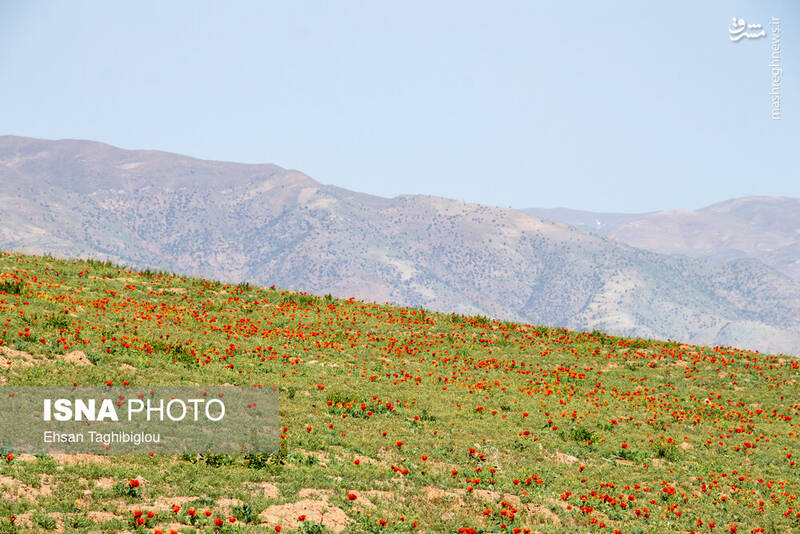 عکس / بهار در طارم 10
