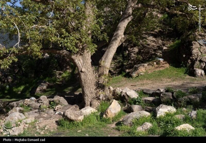 عکس/ طبیعت بهاری دره خان ارومیه