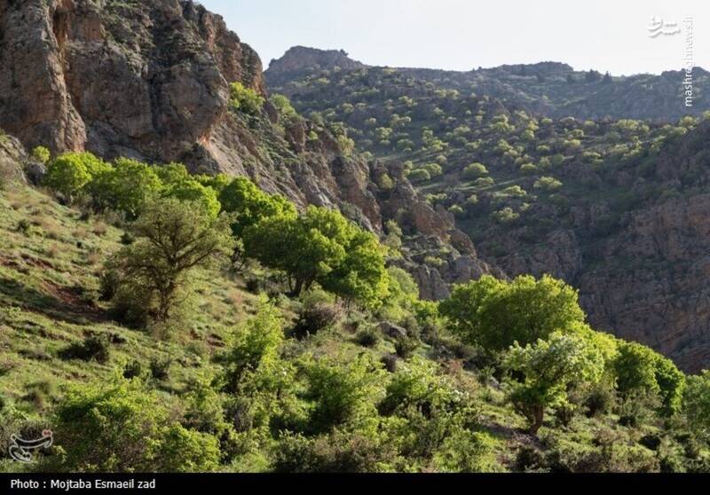 عکس/ طبیعت بهاری دره خان ارومیه