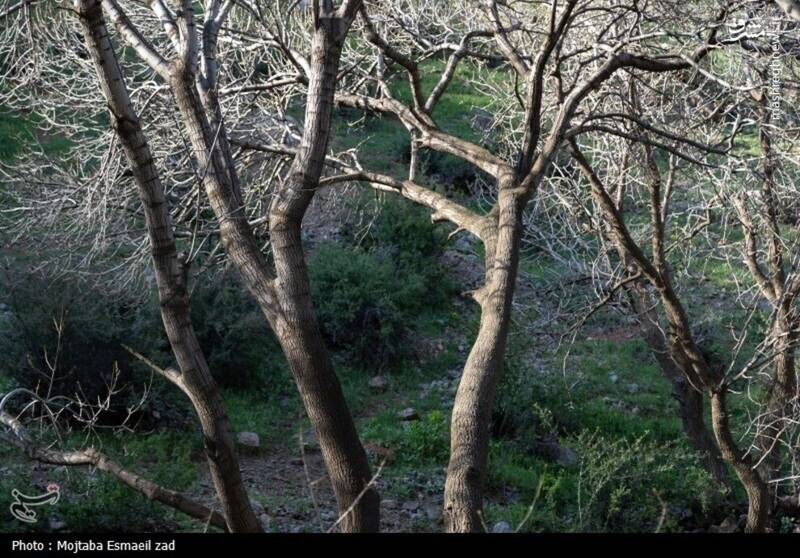 عکس/ طبیعت بهاری دره خان ارومیه