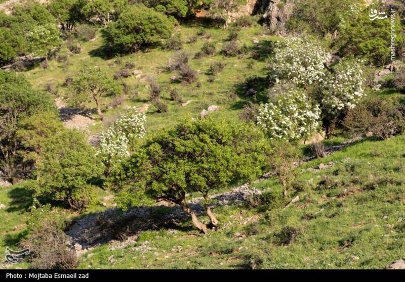 عکس/ طبیعت بهاری دره خان ارومیه