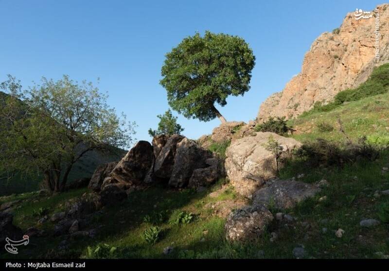 عکس/ طبیعت بهاری دره خان ارومیه