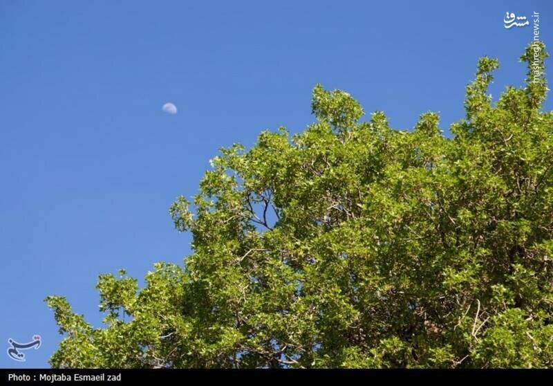 عکس/ طبیعت بهاری دره خان ارومیه