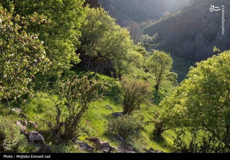 عکس/ طبیعت بهاری دره خان ارومیه
