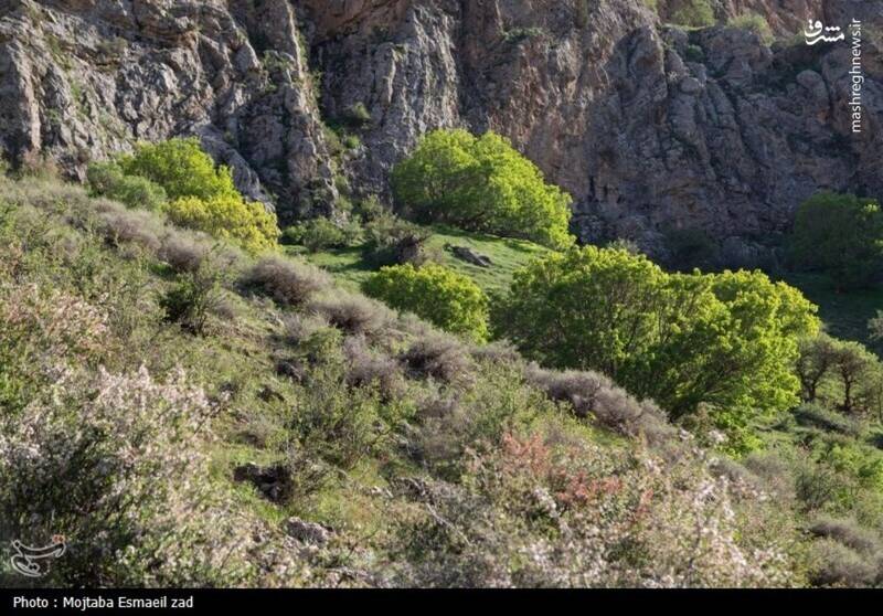عکس/ طبیعت بهاری دره خان ارومیه