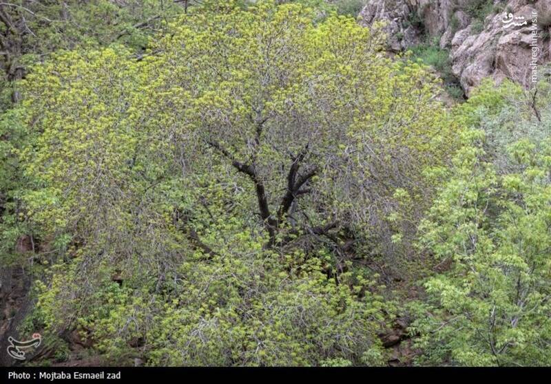 عکس/ طبیعت بهاری دره خان ارومیه