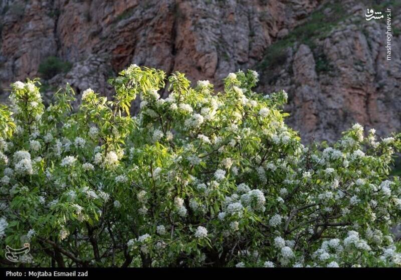 عکس/ طبیعت بهاری دره خان ارومیه