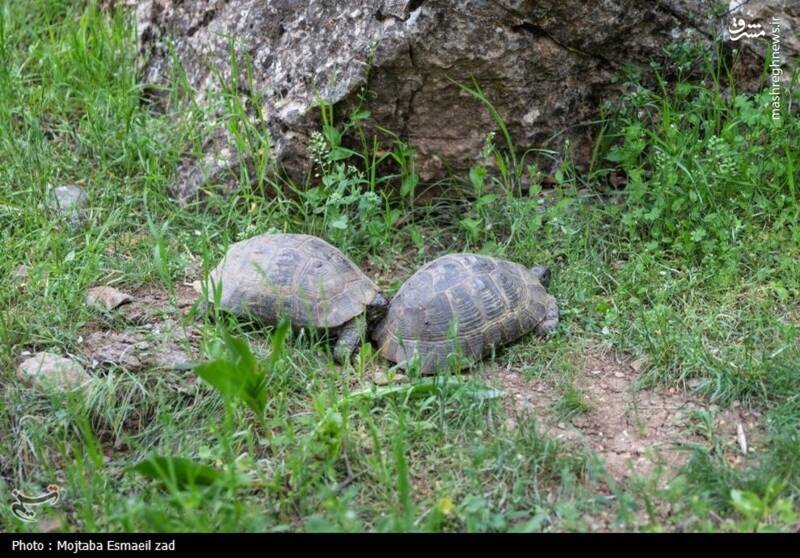 عکس/ طبیعت بهاری دره خان ارومیه