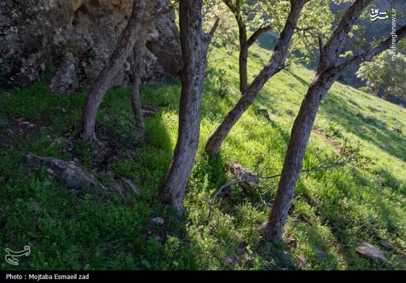 عکس/ طبیعت بهاری دره خان ارومیه