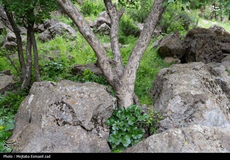 عکس/ طبیعت بهاری دره خان ارومیه