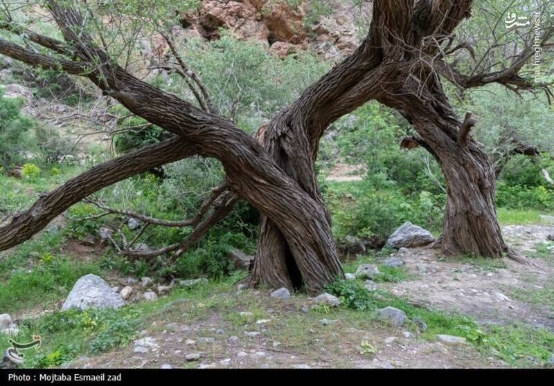 عکس/ طبیعت بهاری دره خان ارومیه