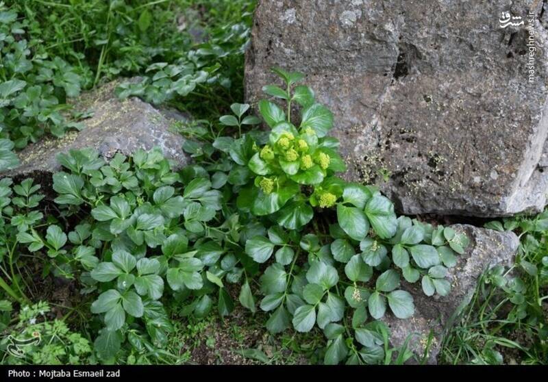عکس/ طبیعت بهاری دره خان ارومیه