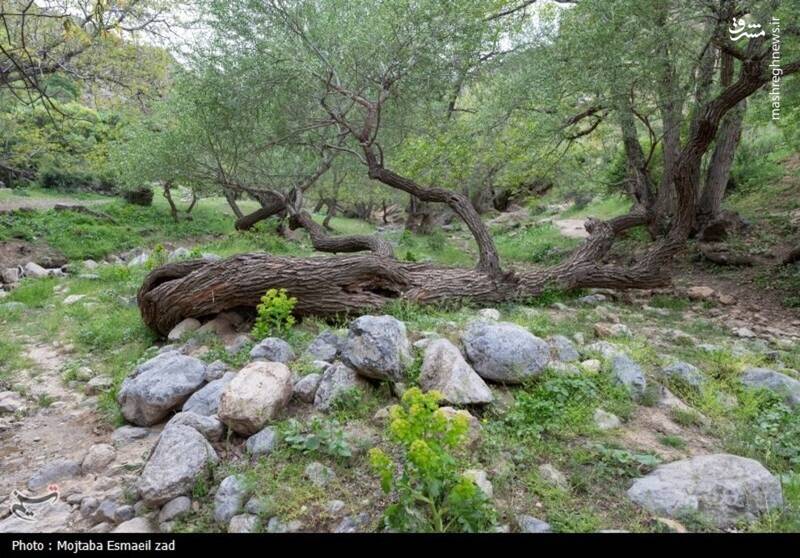 عکس/ طبیعت بهاری دره خان ارومیه