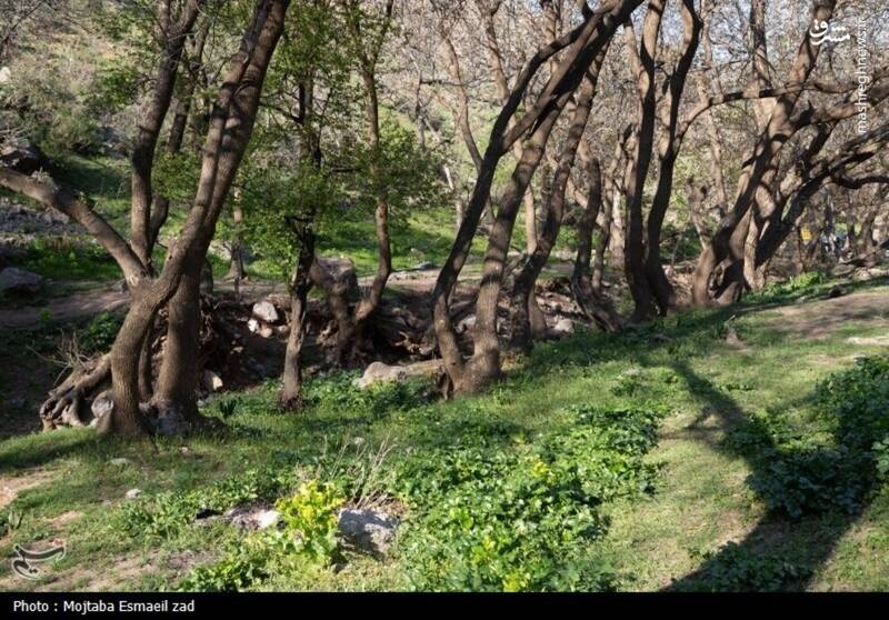 عکس/ طبیعت بهاری دره خان ارومیه